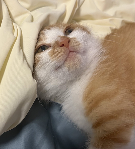 橘猫CP